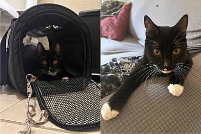 Gato que sofreu maus-tratos e esteve na lista de eutanásia encontra o amor em um novo lar.