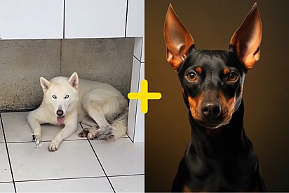 Tutora não percebe cruzamento de Husky com Pinscher e ao chegar em casa encontra 4 rostinhos fofos e coloridos.