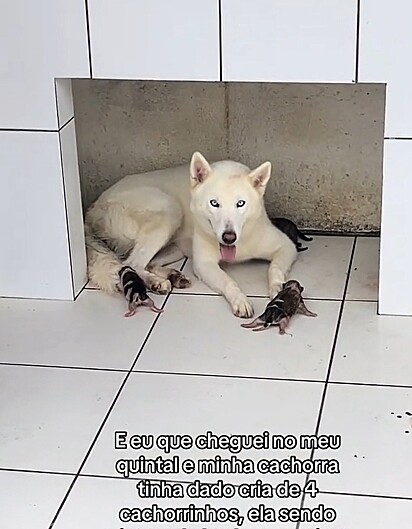 A husky deu à luz quatro filhotes.