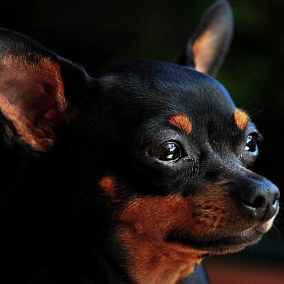 Cachorro da raça pinscher.