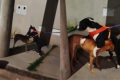 Cão comunitário tirado do seu local e solto à 40 km, reencontra amigo caramelo e cena emociona.