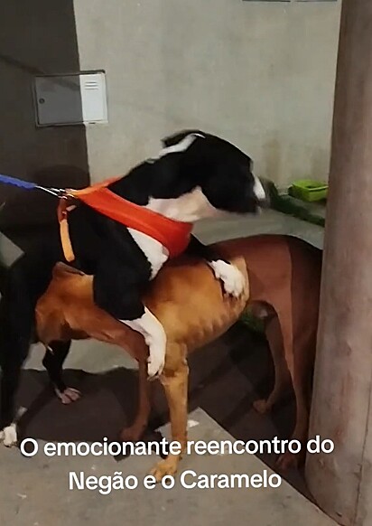 Negão ficou muito feliz quando reencontrou Caramelo.