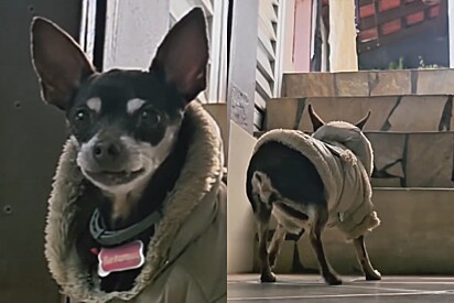 ‘Coroa crossfiteira’: Cachorrinha idosa ‘mostra’ como sobe as escadas e internautas ficam apaixonados