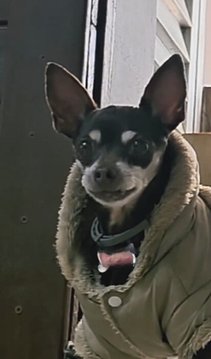 Betânia, uma cachorrinha idosa.