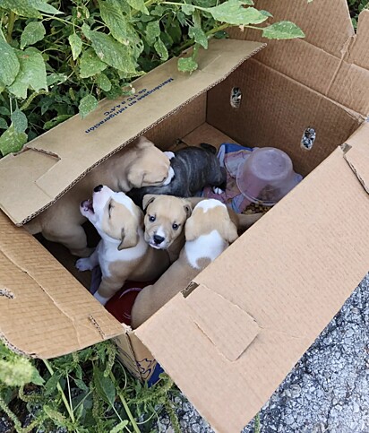 Os filhotinhos foram encontrados por um homem que, ao perceber a situação, imediatamente buscou ajuda para salvar aquelas pequenas vidas.
