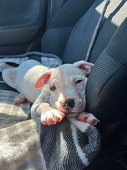 A cachorrinha foi adotada por uma família amorosa.