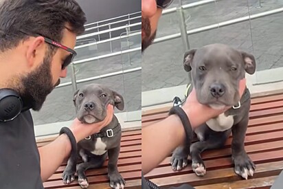 Durante passeio no shopping, cachorrinho sofre seu primeiro preconceito e caso revolta internautas
