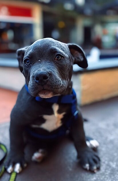 Latour, um filhote de american bully cinza.