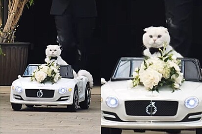 Gato entra em grande estilo em casamento para entregar aliança aos noivos.