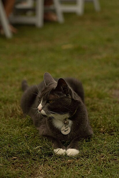 O gato se chama Grayson e ele é morador oficial do espaço de eventos.