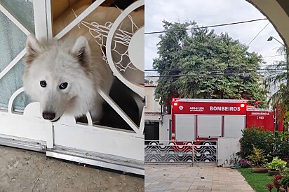 Tutor chama bombeiros com urgência ao ver o que cão Samoieda gigante aprontou na casa da vovó