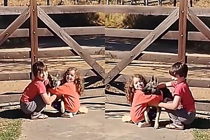 Ao perceber que filhos estavam tristes, pai chega com caixa cheia de rabinhos abanando e tudo muda em um instante