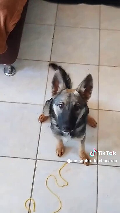 Kira surgiu de repente e partiu tão rápido quanto chegou.
