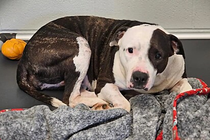 Com o olhar triste, cachorrinha pitbull é devolvida a abrigo de animais por ser carinhosa demais.