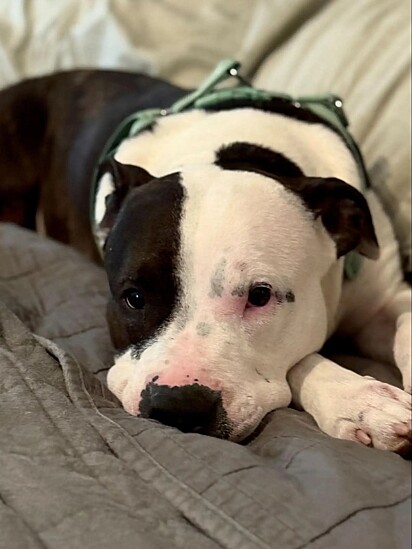 Roxxie perdeu a sua alegria, após ser rejeitada pela família.