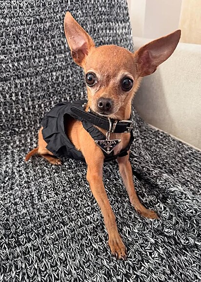 Gisele Pinscher vestindo Prada.