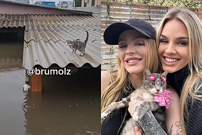 Como forma de incentivo, a cantora adotou uma gatinha resgatada nas enchentes que atingiram o Rio Grande do Sul, em 2024.