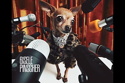 Conheça Gisele Pinscher, a cachorrinha que estampou a capa da primeira edição da Vogue dos pets