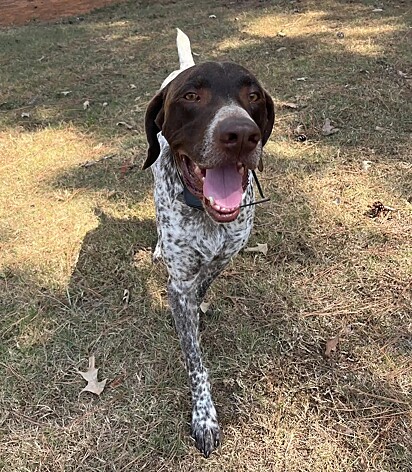 Ringo é um cachorrinho muito dócil.
