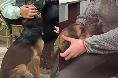Moça sai para jantar e acaba acompanhando adoção de cachorrinho ao vivo: Jantar mais emocionante da minha vida