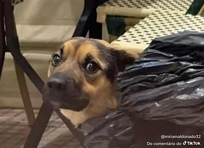 Os internautas riram da cara do cãozinho ao colocar a coleira.