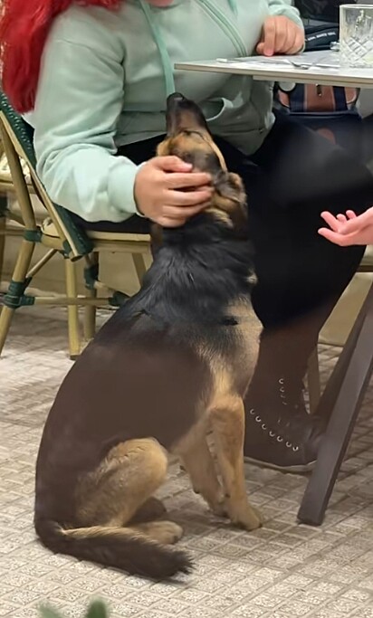 Na mesa ao lado apareceu um cãozinho pedindo carinho.