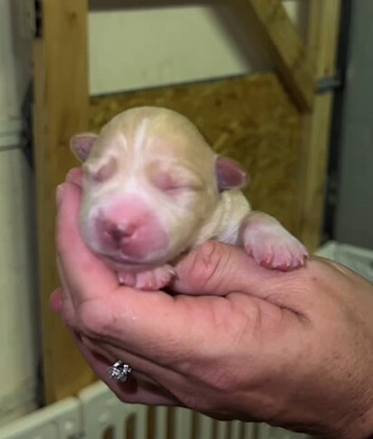 A Pawsitively Posh Pet Rescue é uma instituição sem fins lucrativos, cuja missão é ajudar o maior número possível de animais necessitados.
