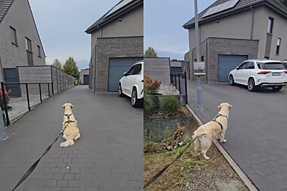 Golden retriever chora por não entender por que as crianças do bairro não querem mais brincar com ela