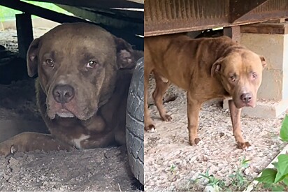Mulher vê cachorro no quintal do vizinho, percebe que ele foi abandonado e então toma atitude para ajudá-lo.
