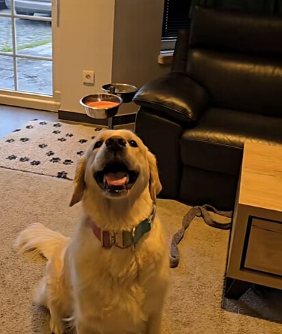 Cara, uma cadela da raça Golden Retriever.