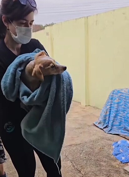 Mesmo com tanta dor, ela continuava dócil durante o resgate.