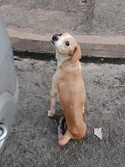 Hope, a cachorrinha, foi atropelada e não recebeu ajuda.