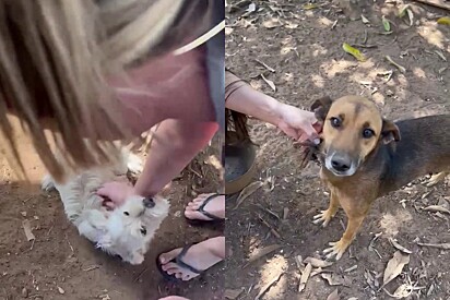 Protetora se emociona ao resgatar cachorrinhas vítimas de maus-tratos.