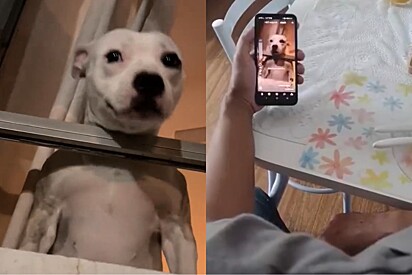 Tutor assiste a vídeo de jovem cantando para sua cachorra e faz a melhor resposta.