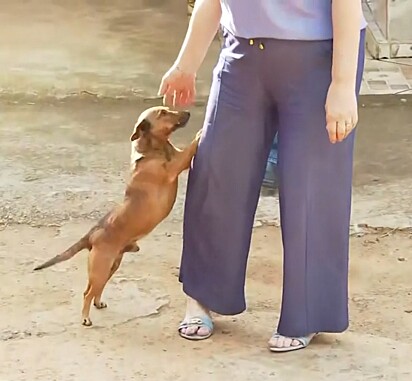 Kátia, cunhada de Claudemir, é uma das poucas pessoas que Nick deixa fazer carinho.