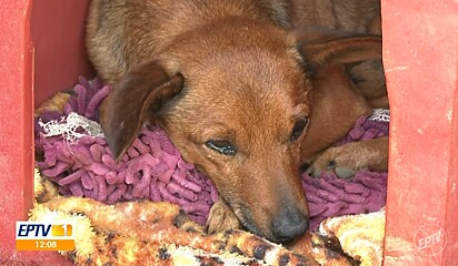 Assim como Nick, os cães sentem a perda de alguém importante.