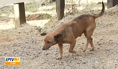 Nick, um cãozinho vira-lata caramelo de 10 anos.