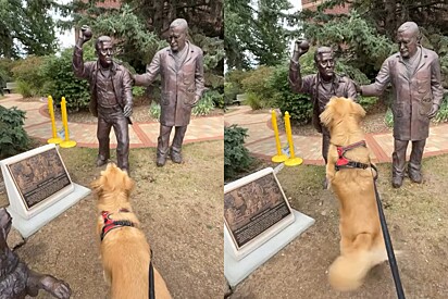 Durante passeio, golden retriever se depara com estátua segurando bolinha e espera lançamento