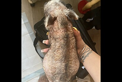 Animal sem pelos resgatado de porão se transforma no bichinho peludo mais fofo.