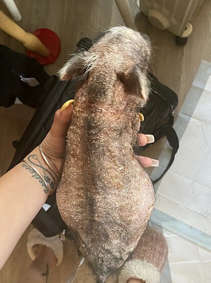 Sparky foi resgatado em uma condição severa de sarna.