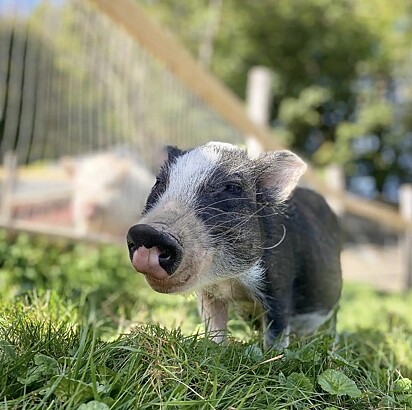 Sparky se recuperou e se transformou em um porquinho lindo.
