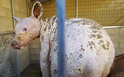 Eve é outro bichinho que foi resgatado com sarna severa.