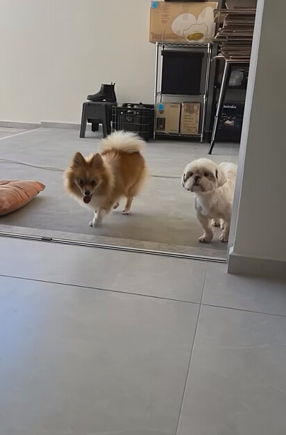 Juju e Aurora, uma spitz alemã da família.