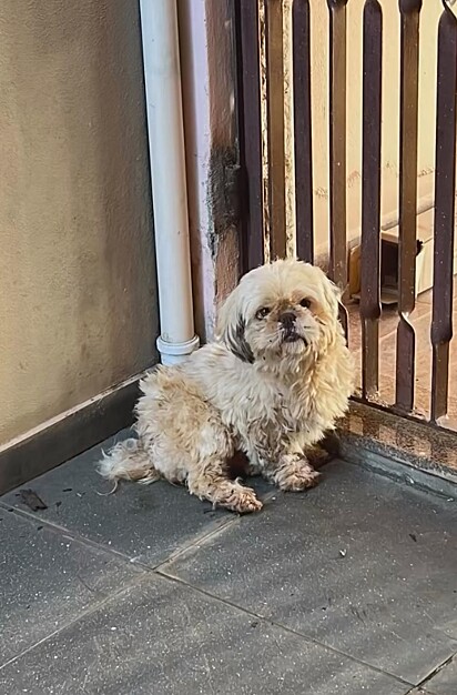 Juju, uma shih-tzu que foi usada como matriz em um criadouro ilegal.