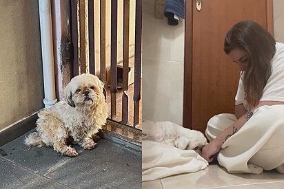 Cachorra Shih-tzu que vivia encolhida em gaiola de 50cm, emociona ao receber amor pela 1ª vez
