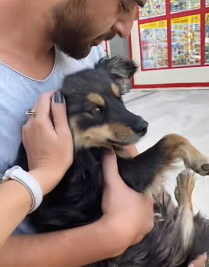 A cachorrinha estava na rua, correndo risco de ser atropelada.