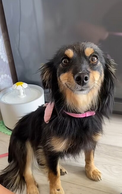 A cachorrinha, após tomar banho.