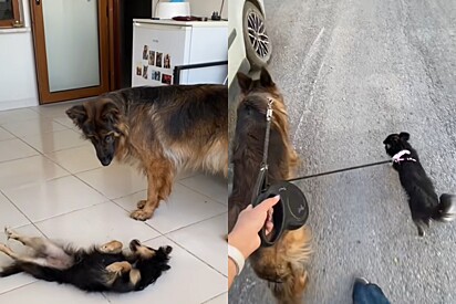 Casal salva cachorrinha da rua e percebe que ela é uma ‘mini versão’ da cadela deles