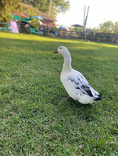 O pato encontrou na porca a amizade que precisava.