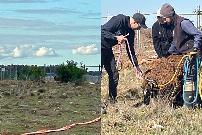 Animal de 90 kg observa do mato enquanto construtoras destroem sua casinha